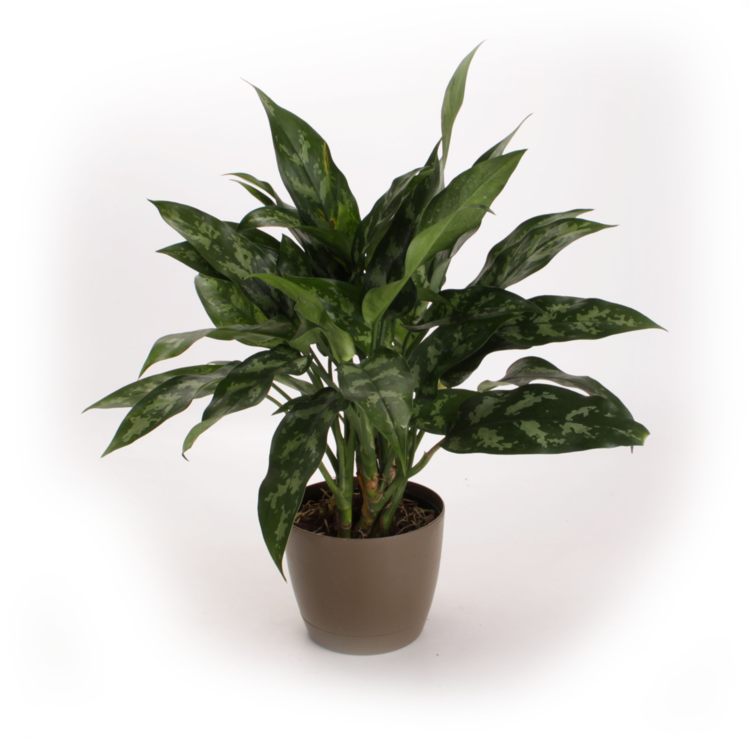Go Back to School with Indoor Plant Tips from Costa Farms